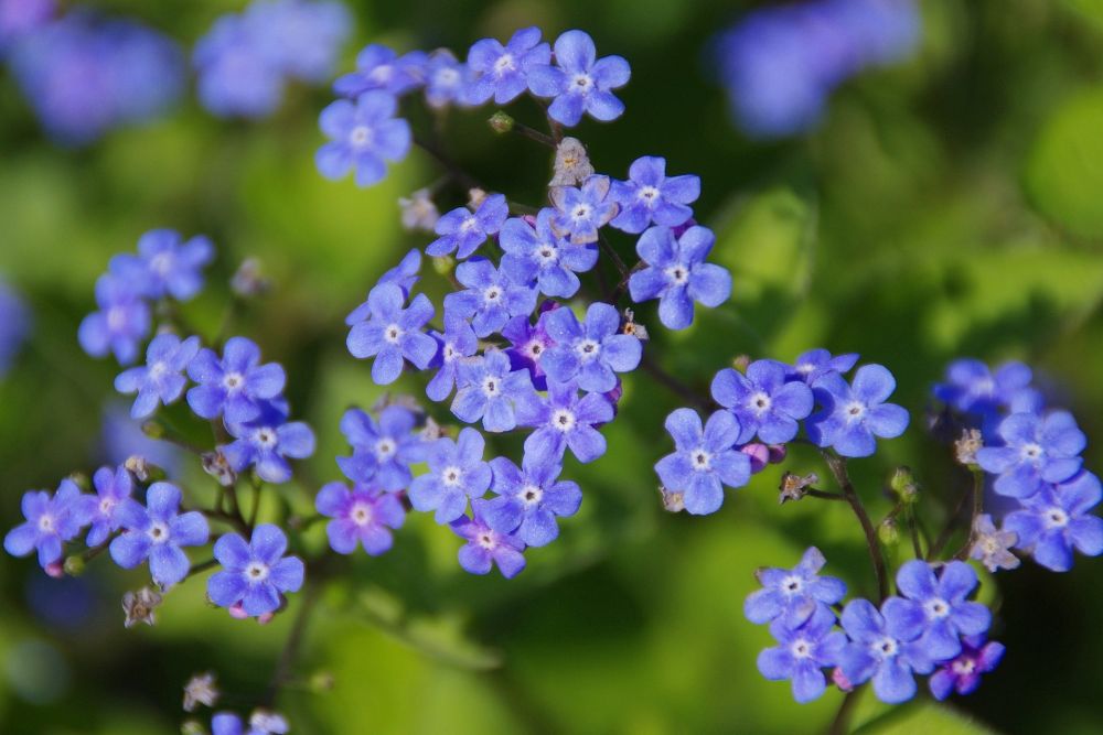 15 Bunga Mungil untuk Mempercantik Taman Outdoor Kamu