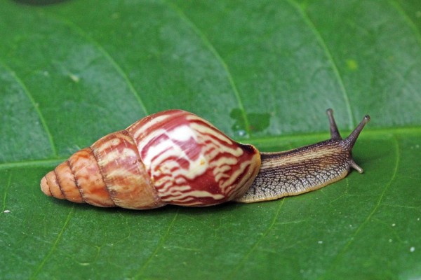 6 Fakta Menarik Bekicot, Siput Raksasa yang Menjadi Hewan Invasif