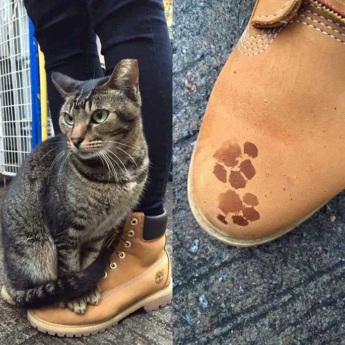 7 Potret Sepatu Desain Paw Anjing dan Kucing, Gemesin Banget!