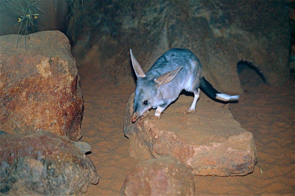 Bilby, Hewan Unik Mirip Seperi Kelinci, Tikus, dan Kanguru