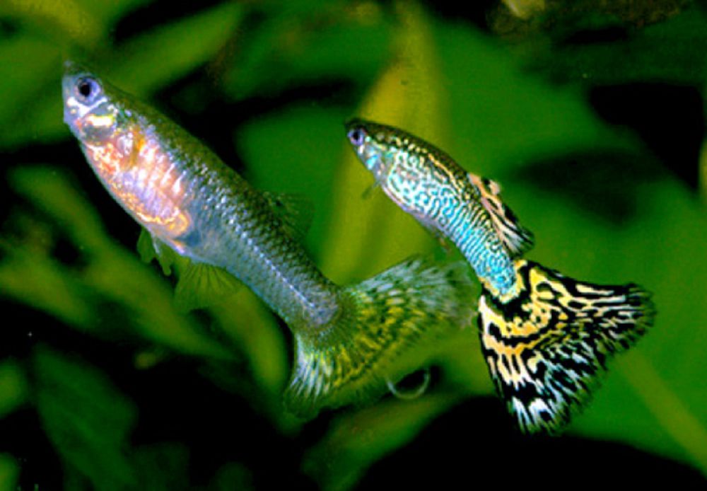 10 Rekomendasi Ikan untuk Aquarium, Jelajahi Dunia Bawah Air