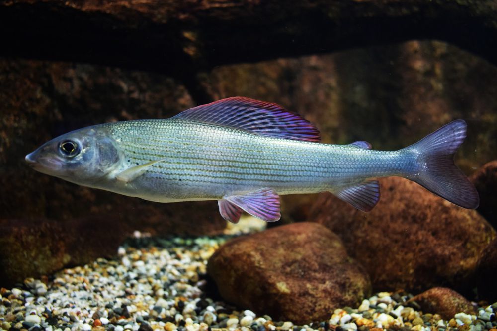 6 Jenis Ikan Hias Sumsel Dongkrak Nilai Ekspor Hingga Rp448,25 Juta