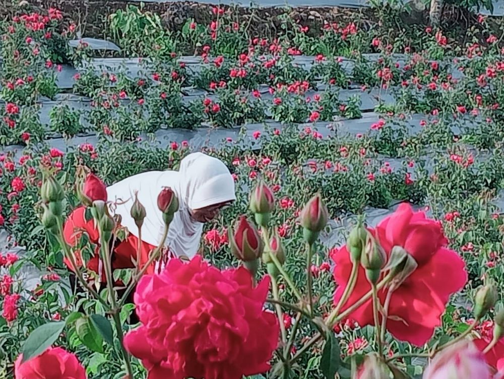 Petani dan Pedagang Bunga di Magetan Ketiban Berkah Ramadan