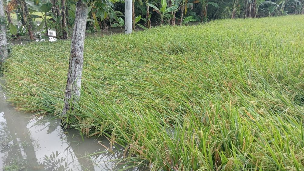 Banjir Surut, Petani di Magetan Kesulitan Memanen Padi Terendam Lumpur