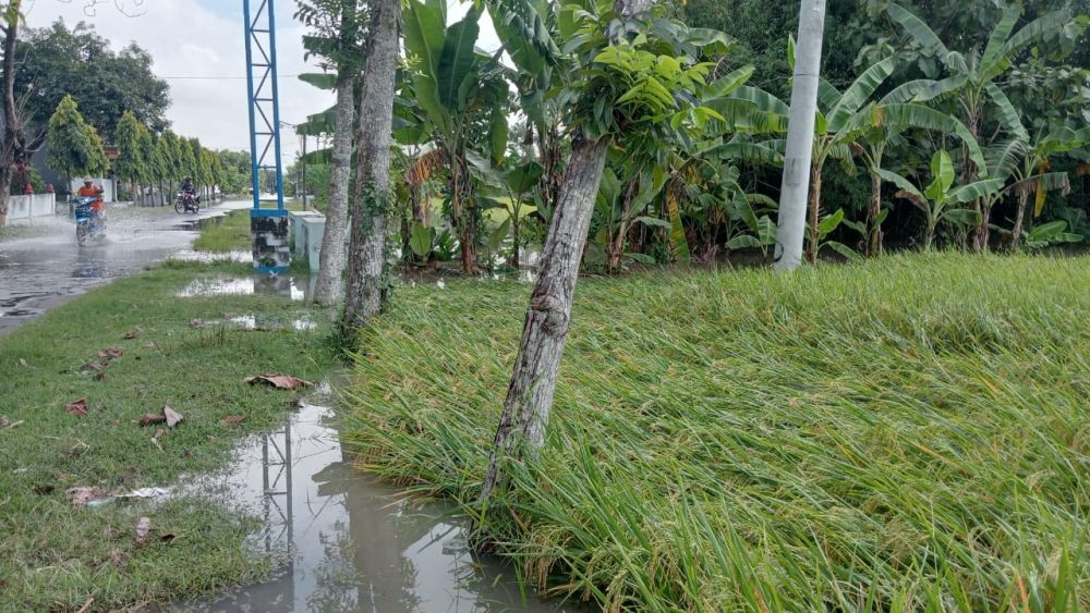 Banjir Surut, Petani di Magetan Kesulitan Memanen Padi Terendam Lumpur