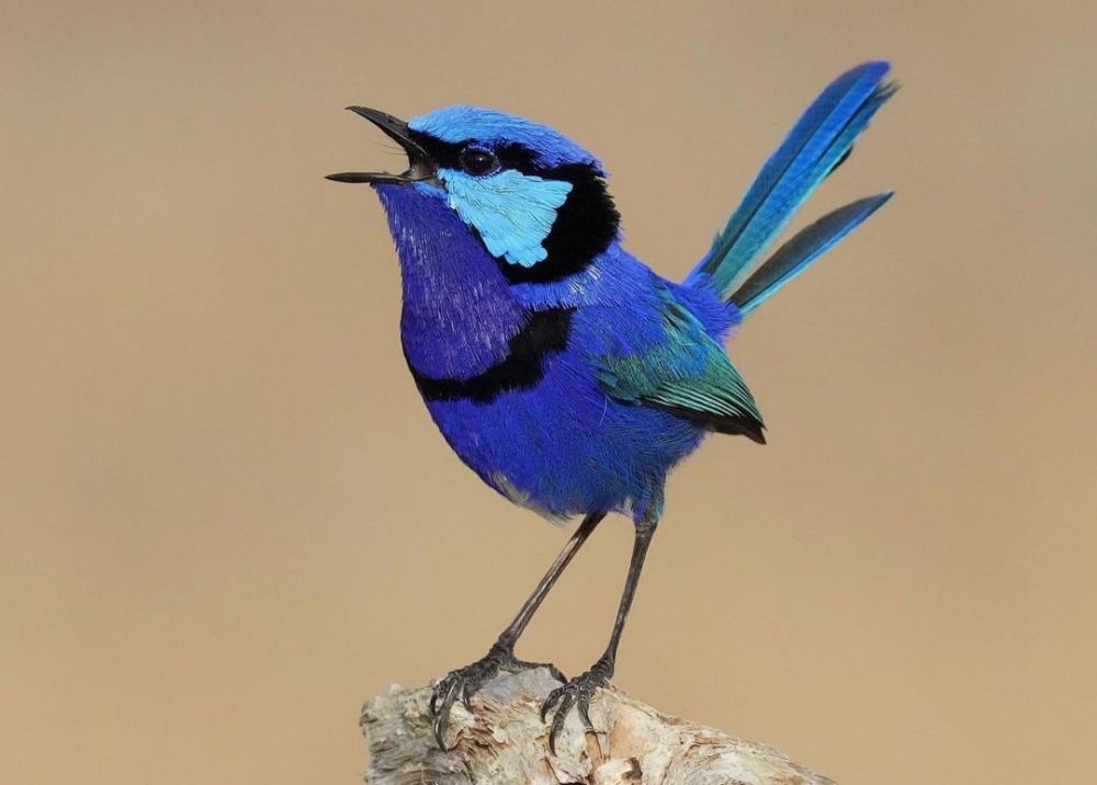 100 Burung dengan Warna Tercantik di Dunia - Splendid Fairywren