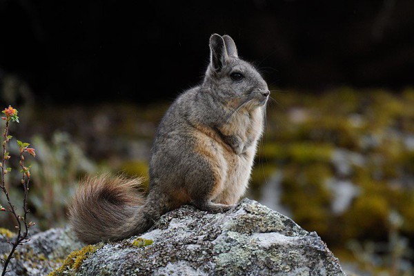 5 Fakta Unik Viscacha Gunung, Pengerat yang Punya Mata Malas