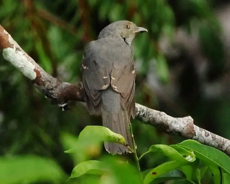 5 Fakta Unik Burung Cinereous Mourner, Bisa Menyamar Menjadi Ulat