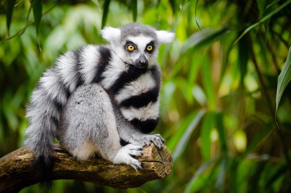 6 Fakta Unik Lemur, Hewan Endemik Madagaskar