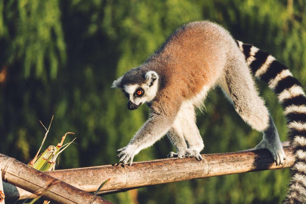 6 Fakta Unik Lemur, Hewan Endemik Madagaskar