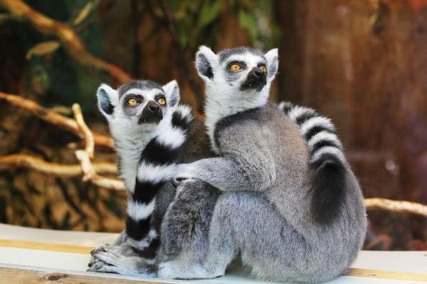 6 Fakta Unik Lemur, Hewan Endemik Madagaskar