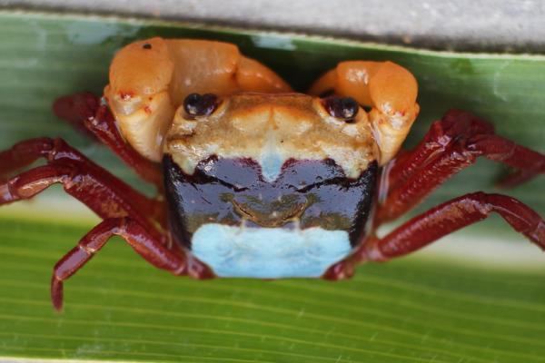 Kenali Spesies Baru Kepiting asal Kalimantan, Punya 3 Warna