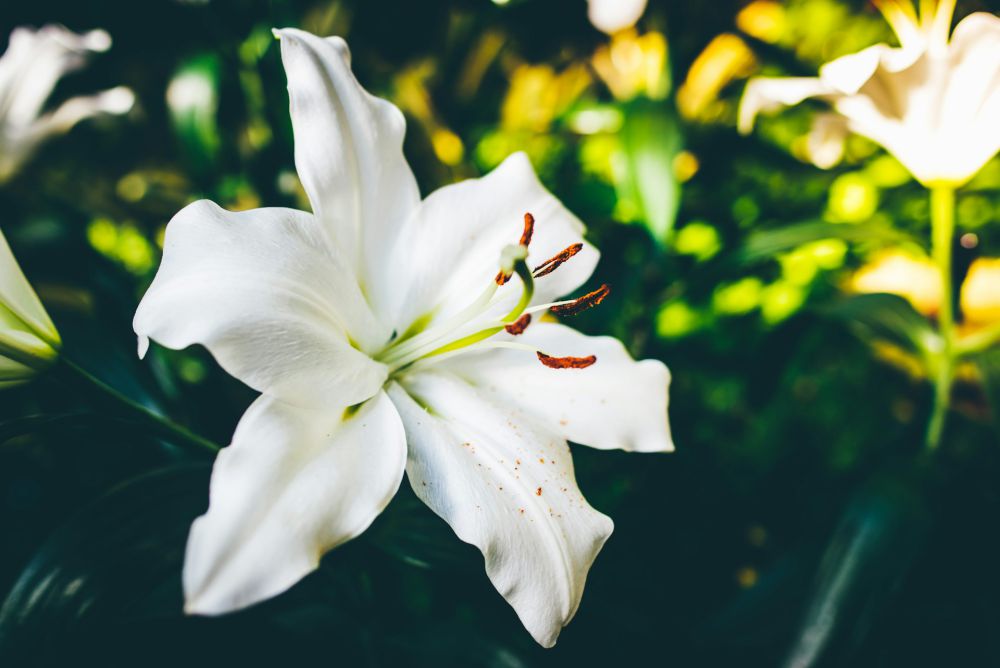 9 Rekomendasi Bunga untuk Dekorasi Rumah saat Lebaran, Penuh Makna