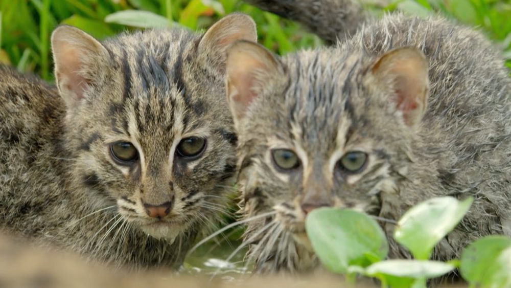 5 Fakta Kucing Bakau, Pemakan Ikan yang Pandai Menyelam  