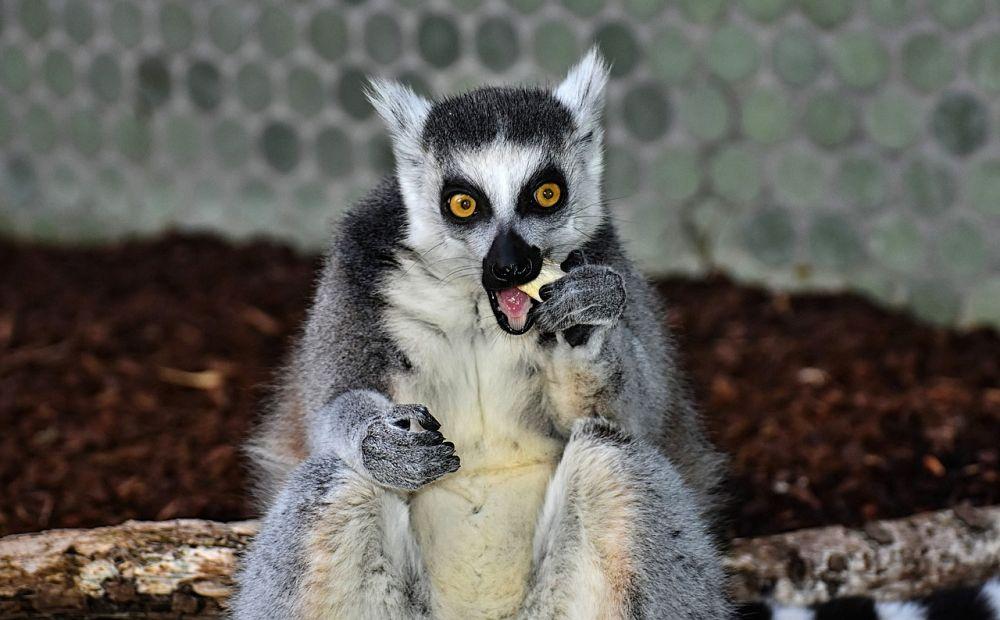 6 Fakta Unik Lemur, Hewan Endemik Madagaskar