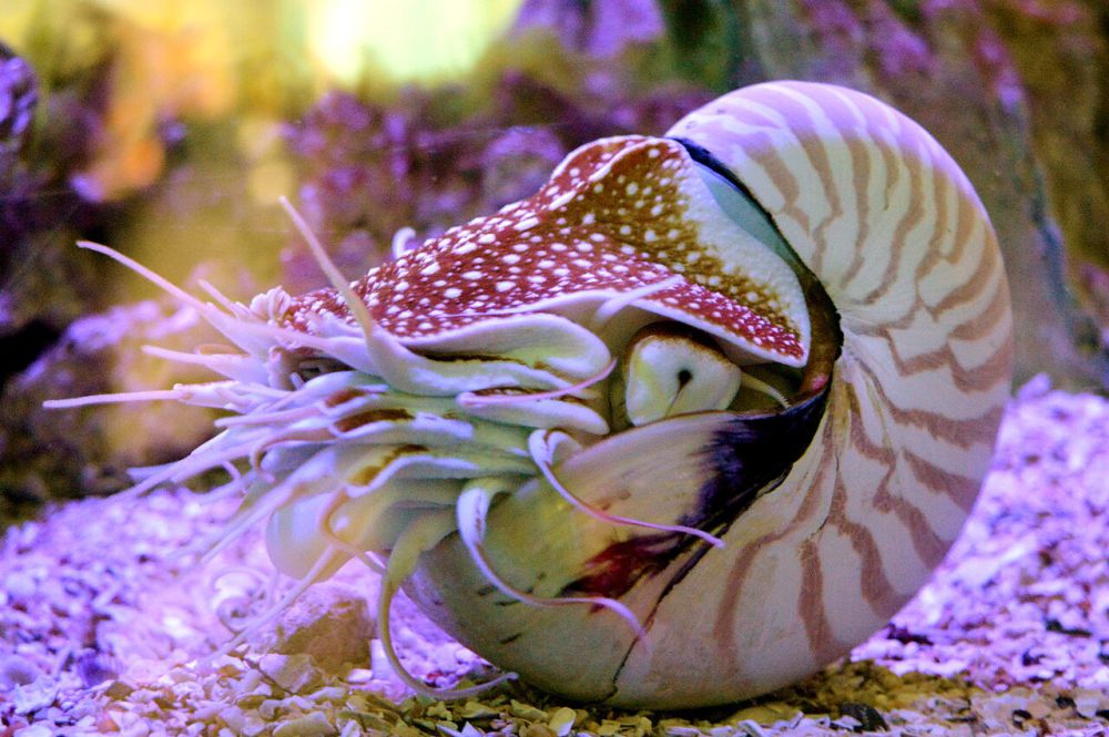 Nautilus, Fosil Hidup yang Sudah Ada Sejak 400 Juta Tahun yang Lalu