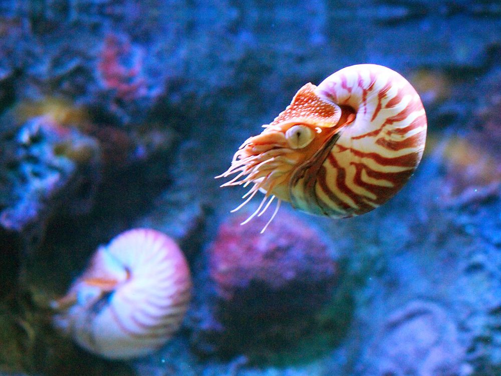Nautilus, Fosil Hidup yang Sudah Ada Sejak 400 Juta Tahun yang Lalu