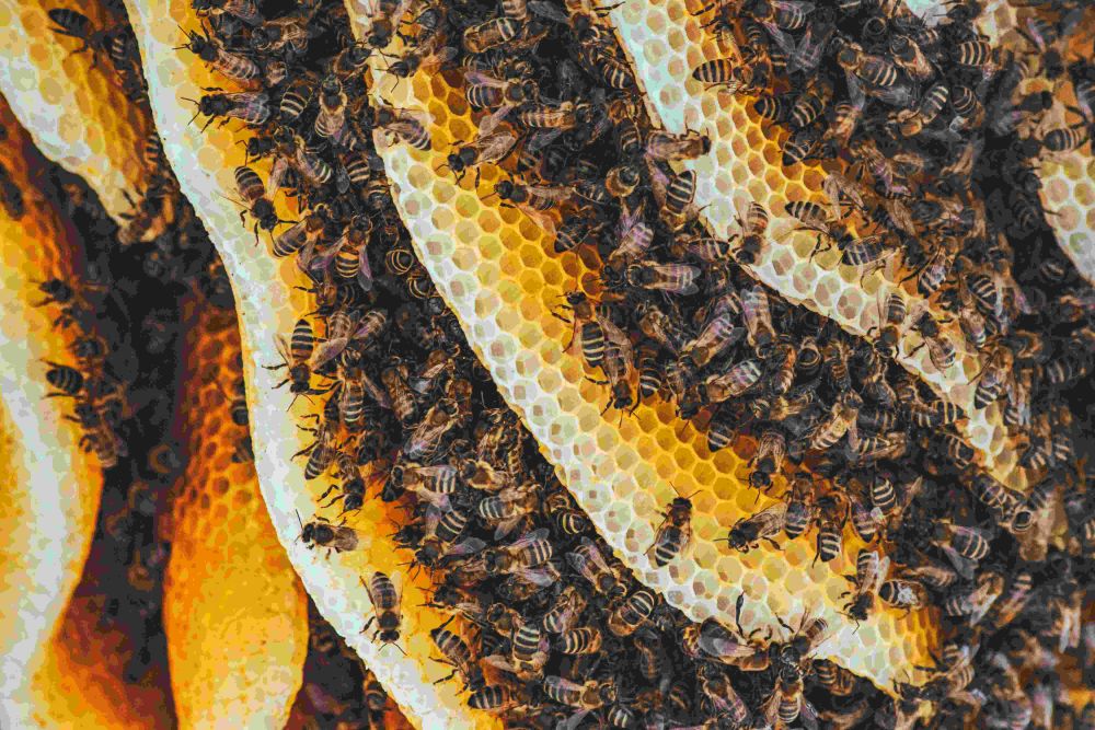 Tahukah Kamu, 5 Produk dari Lebah si Kecil Pekerja Keras 