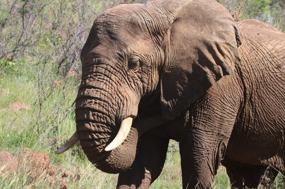 6 Perbedaan Fisik antara Gajah Afrika dan Gajah Asia, Sekilas Mirip