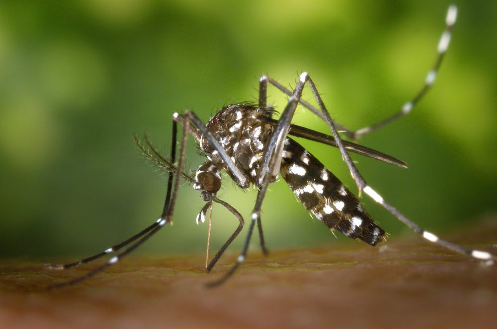 Digigit Nyamuk Aedes aegypti, Sudah Pasti Kena Demam Berdarah?