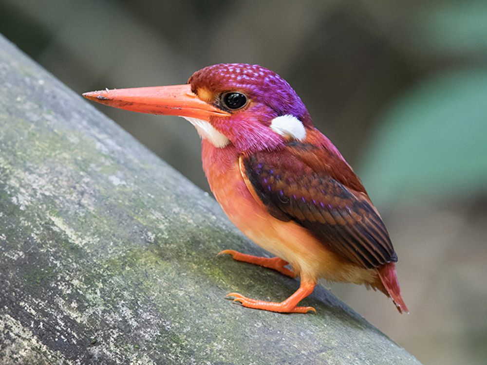 7 Fakta South Philippine Dwarf Kingfisher, Si Mungil Berbulu