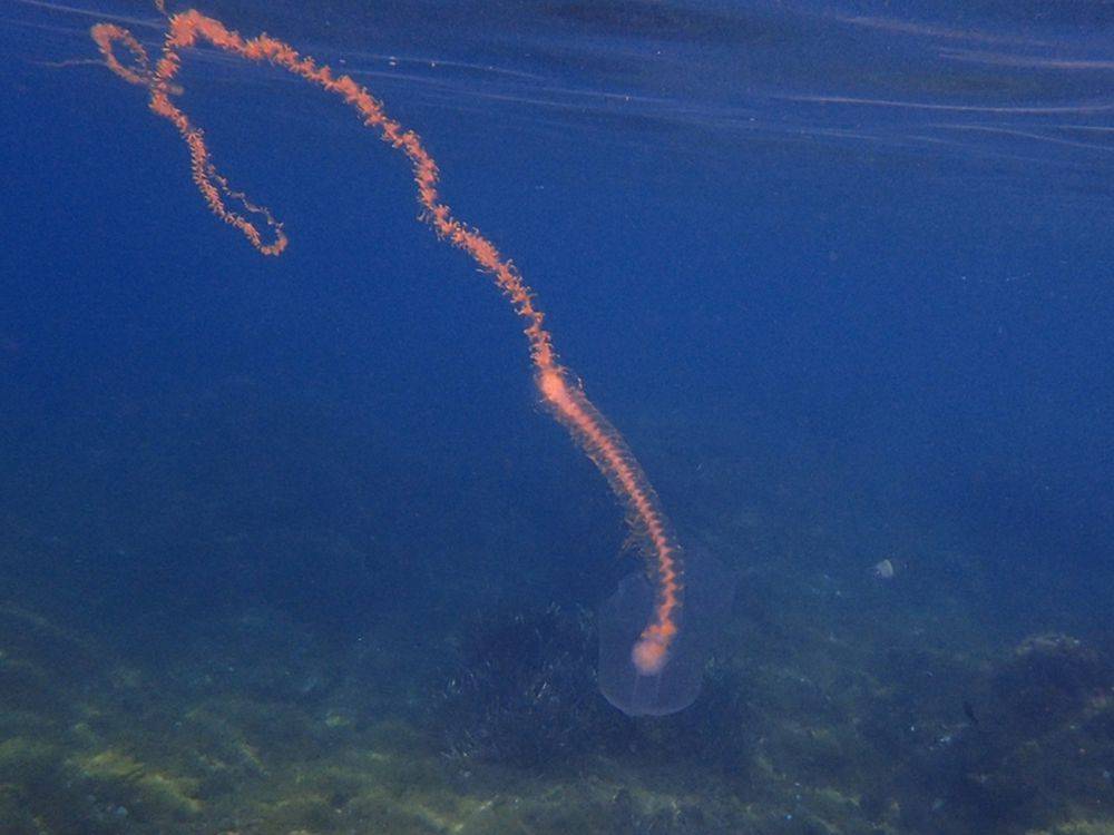 5 Fakta Unik Giant Siphonophore, Hewan Terpanjang di Dunia