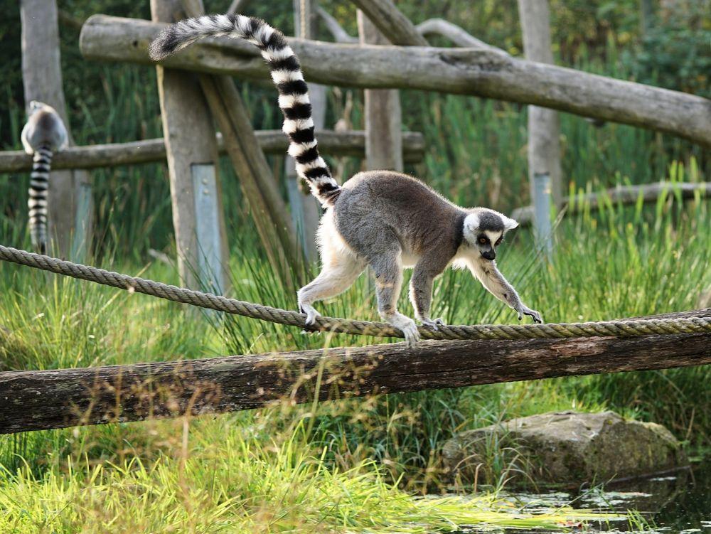 6 Fakta Unik Lemur, Hewan Endemik Madagaskar