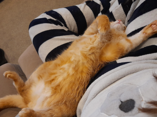 8 Potret Lucu Kucing Oren Tidur Telentang, Polos dan Menggemaskan
