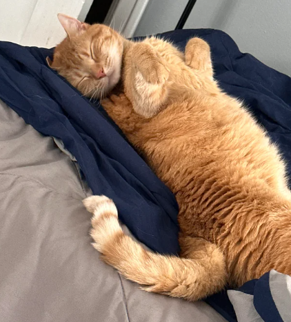 8 Potret Lucu Kucing Oren Tidur Telentang, Polos dan Menggemaskan