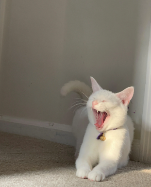 7 Potret Lucu Kucing Putih Menguap, Bikin Hooman Ikutan Menguap!