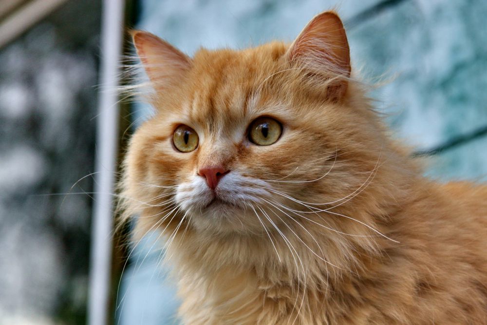 5 Jenis Kucing Paling Lucu yang Bikin Kamu Gemes, Ngakak Bareng!