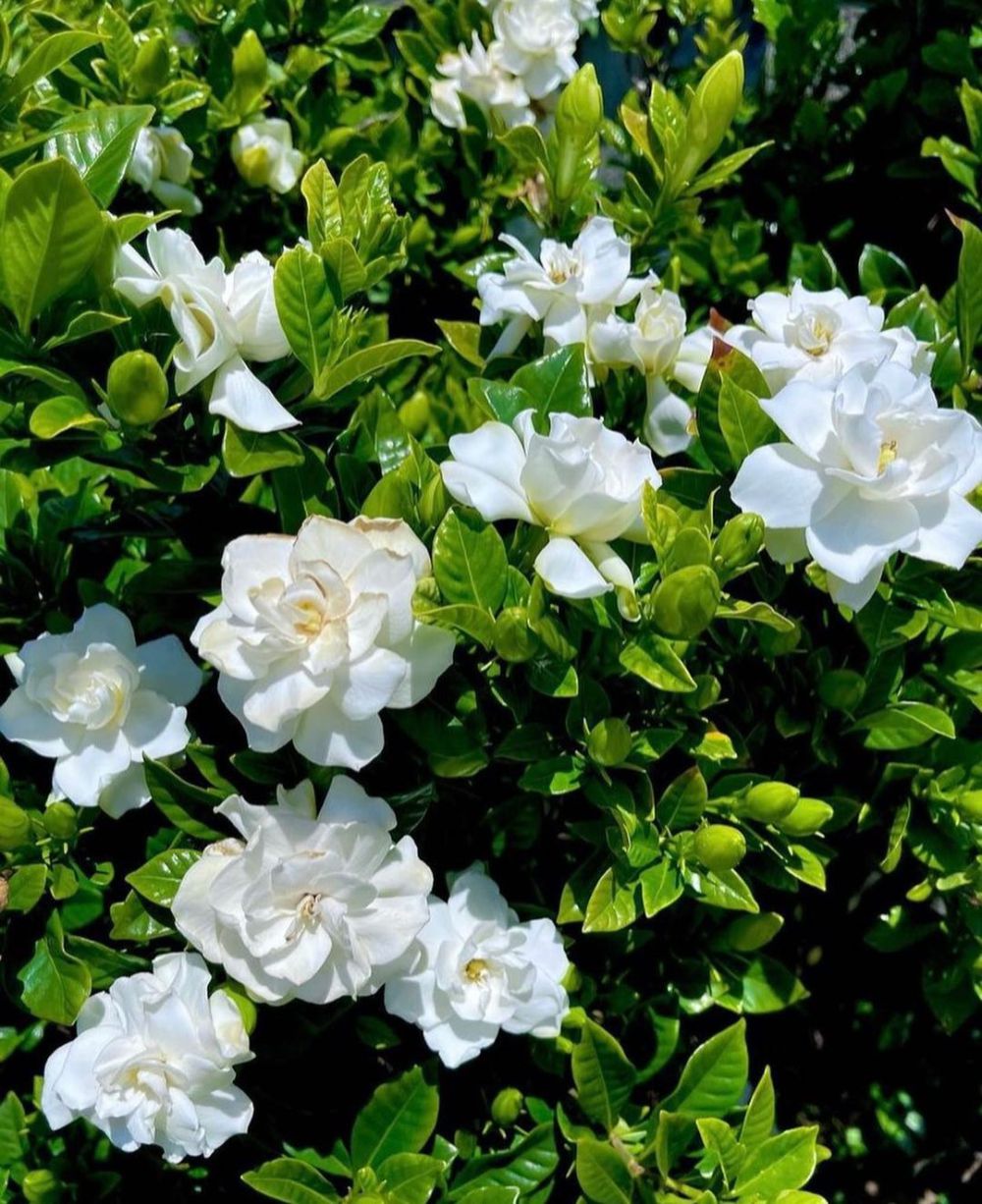5 Tanaman Hias Bunga Putih yang Aromanya Wangi, Rumah jadi Cantik