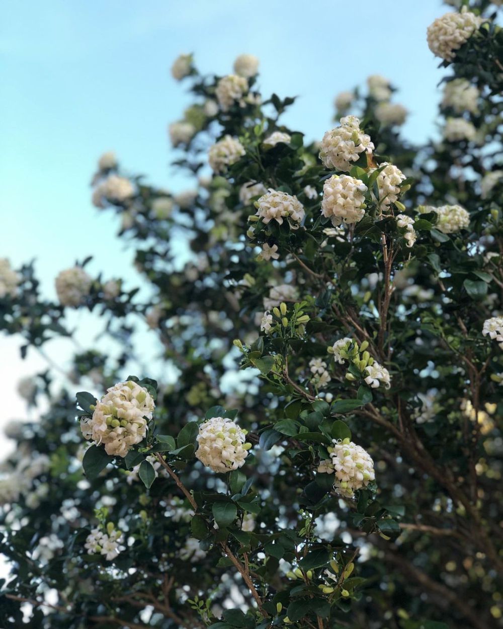 5 Tanaman Hias Bunga Putih yang Aromanya Wangi, Rumah jadi Cantik