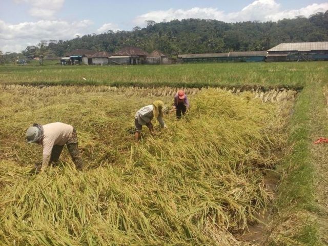 Bima Dilanda 45 Kali Bencana, 147 Hektare Lahan Pertanian Rusak