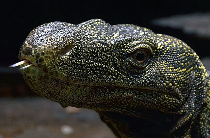5 Fakta Crocodile Monitor, Kadal yang Suka Gonta-ganti Pasangan!