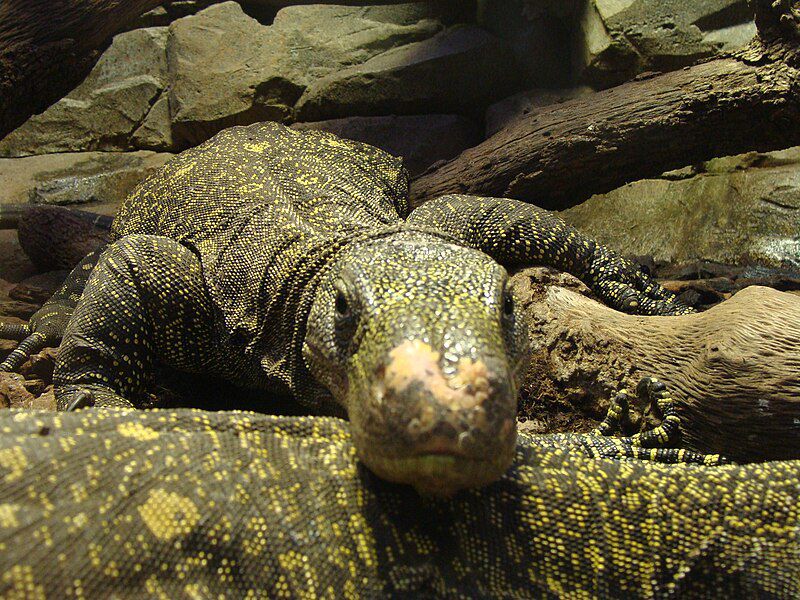 5 Fakta Crocodile Monitor, Kadal yang Suka Gonta-ganti Pasangan!