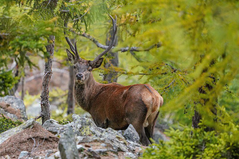 4 Spesies Rusa Tercantik di Dunia, Stunning!