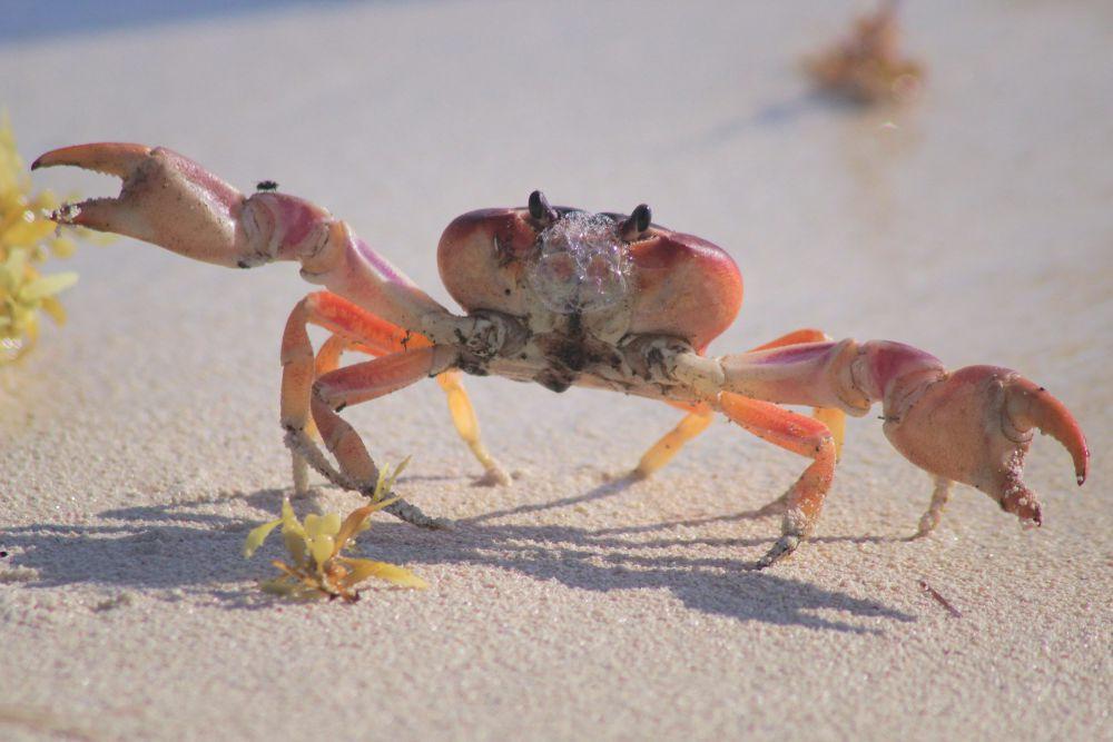 5 Fakta Unik dari Kepiting, Ada Banyak Spesiesnya!