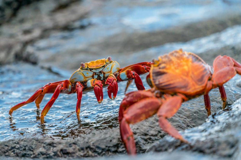 5 Fakta Unik dari Kepiting, Ada Banyak Spesiesnya!