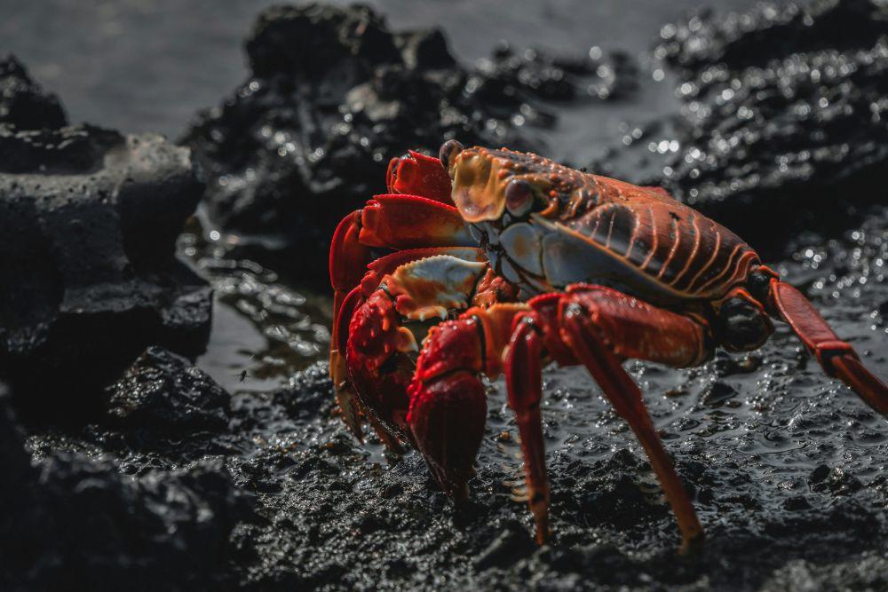 5 Fakta Unik dari Kepiting, Ada Banyak Spesiesnya!