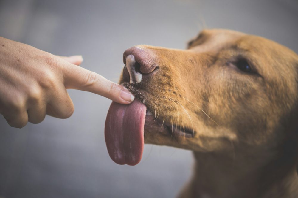5 Penyebab Anjing Menjilati Pemiliknya, Tanda Sayang?