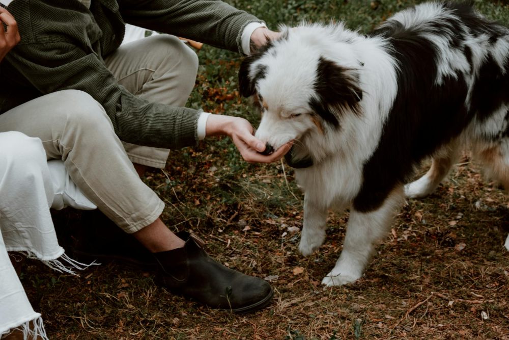 5 Penyebab Anjing Menjilati Pemiliknya, Tanda Sayang?