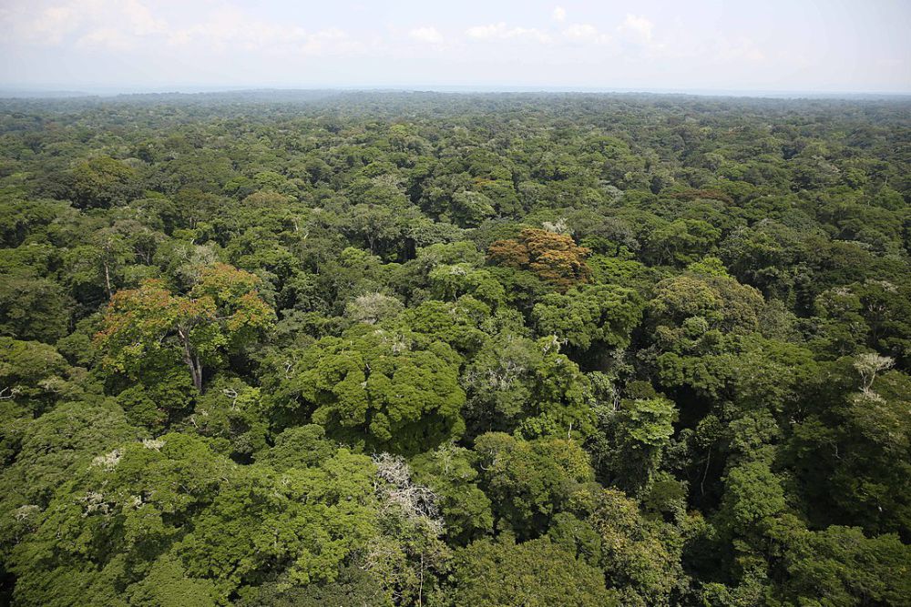 5 Hutan Terluas di Dunia, Ada yang Luasnya Sampai 6 Juta Kilometer! 