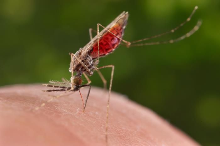 Otorita IKN Bentuk Tim Gugus Tugas dalam Penanganan Malaria