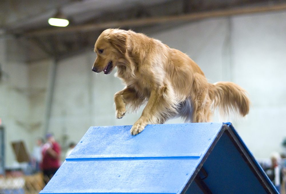 6	Fakta Golden Retriever, Anjing yang Dipelihara Artis Amerika 