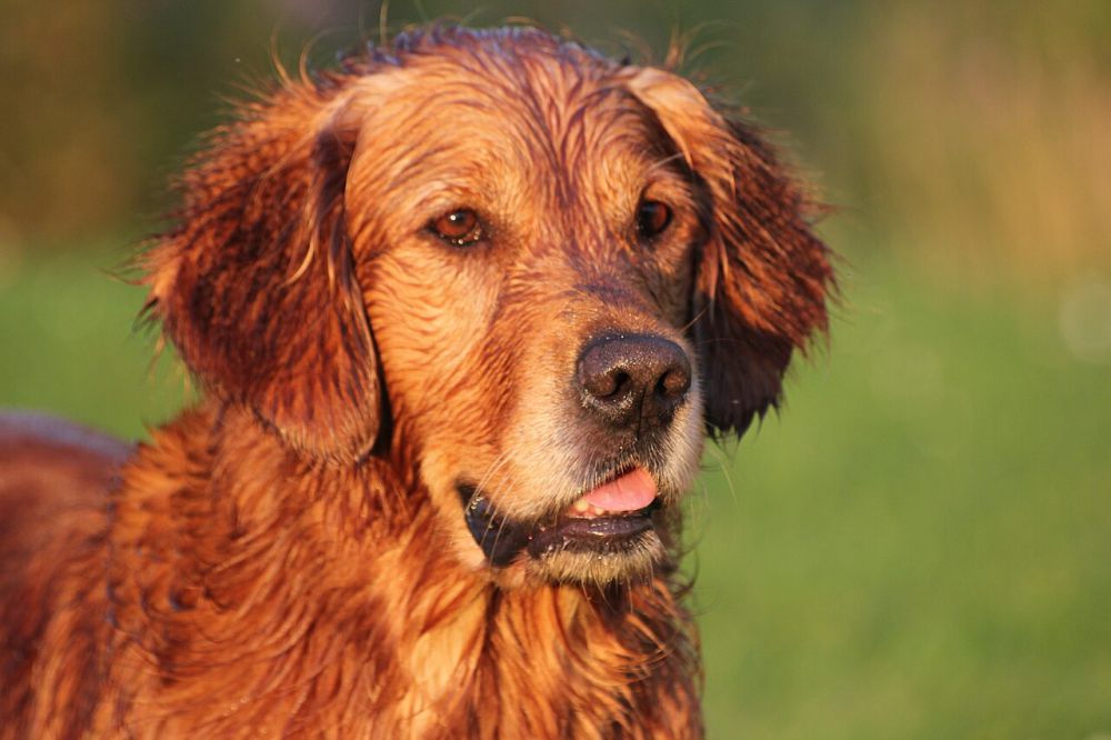 6	Fakta Golden Retriever, Anjing yang Dipelihara Artis Amerika 