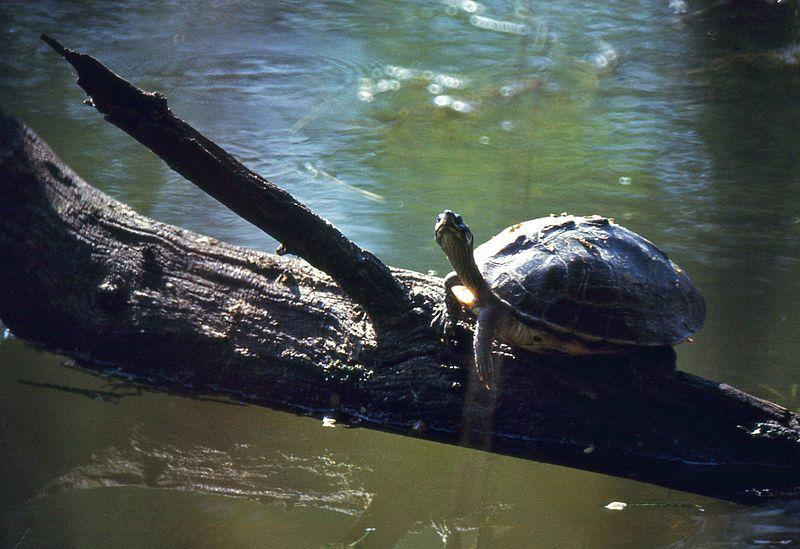 5 Fakta Indian Roofed Turtle, Kura-kura yang Suka Menyendiri