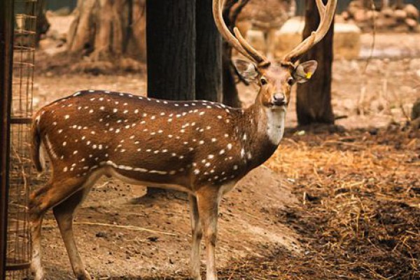 4 Spesies Rusa Tercantik di Dunia, Stunning!