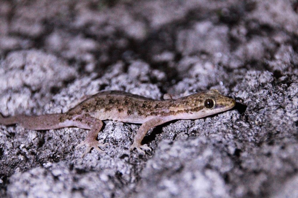 7 Spesies Cecak yang Estetik, Lebih dari Reptil Ahli Pemanjat Dinding