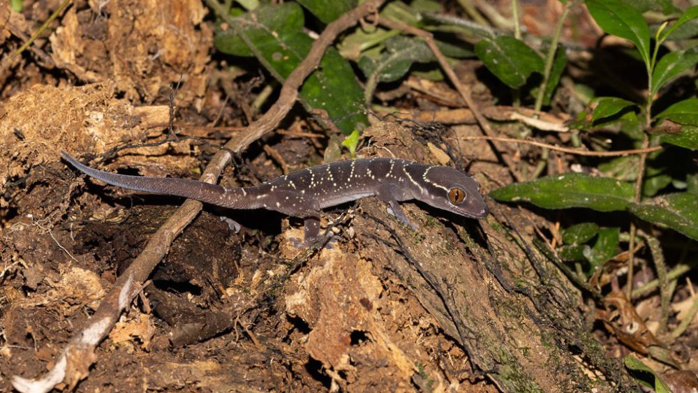 7 Spesies Cecak yang Estetik, Lebih dari Reptil Ahli Pemanjat Dinding